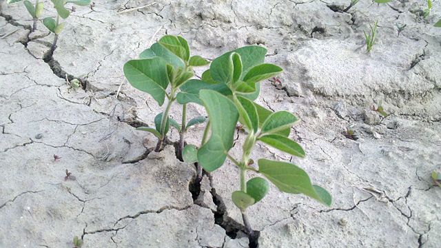 Three soybean seedlings sprouting out of dry, cracked soil.