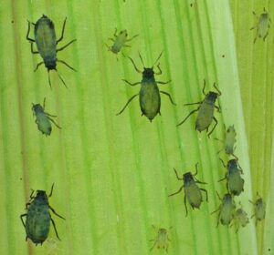 Multiple corn leaf aphids on corn leaf.