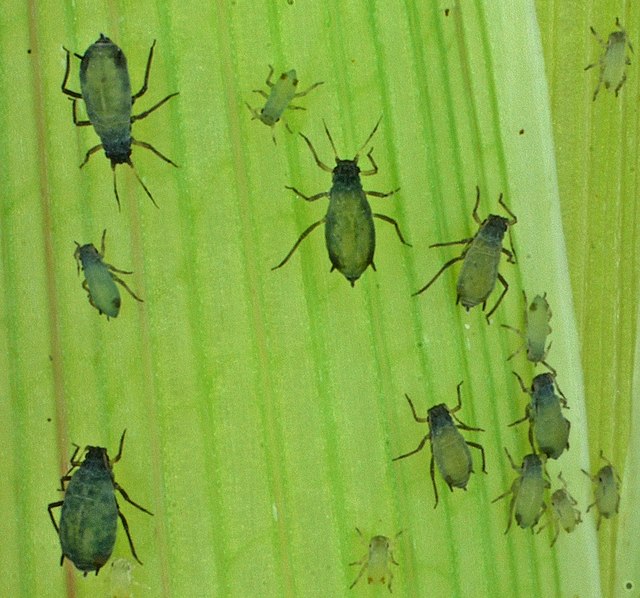 Multiple corn leaf aphids on corn leaf.