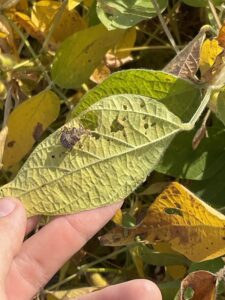 A brown stink bug on a soybean leaf.